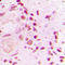 Tumor Protein P53 Binding Protein 1 antibody, LS-C354111, Lifespan Biosciences, Immunohistochemistry frozen image 