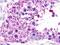 Neuromedin U Receptor 1 antibody, PA1-32761, Invitrogen Antibodies, Immunohistochemistry frozen image 