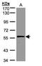 Noelin antibody, PA5-28842, Invitrogen Antibodies, Western Blot image 