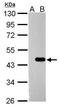 Zinc Finger And BTB Domain Containing 24 antibody, PA5-31622, Invitrogen Antibodies, Western Blot image 