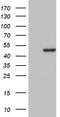 Damage Specific DNA Binding Protein 2 antibody, TA810712, Origene, Western Blot image 