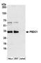 Polysaccharide Biosynthesis Domain Containing 1 antibody, A305-686A-M, Bethyl Labs, Western Blot image 