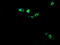 Cytidine/Uridine Monophosphate Kinase 1 antibody, LS-C174314, Lifespan Biosciences, Immunofluorescence image 