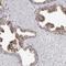E3 ubiquitin-protein ligase RNF220 antibody, HPA027578, Atlas Antibodies, Immunohistochemistry frozen image 