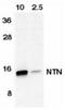 Neurturin antibody, NBP1-77047, Novus Biologicals, Western Blot image 