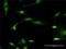 FA Complementation Group L antibody, H00055120-D01P, Novus Biologicals, Immunofluorescence image 