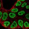 Heterogeneous Nuclear Ribonucleoprotein A3 antibody, NBP2-56989, Novus Biologicals, Immunofluorescence image 