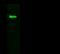Caspase 9 antibody, 102185-T38, Sino Biological, Western Blot image 
