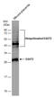 SSU72 Homolog, RNA Polymerase II CTD Phosphatase antibody, GTX116436, GeneTex, Western Blot image 