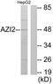 Antizyme inhibitor 2 antibody, PA5-38795, Invitrogen Antibodies, Western Blot image 