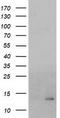 Coiled-Coil-Helix-Coiled-Coil-Helix Domain Containing 5 antibody, TA502350, Origene, Western Blot image 