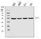 Eukaryotic translation initiation factor 5 antibody, M04623, Boster Biological Technology, Western Blot image 