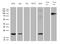 Mitochondrial Ribosomal Protein L48 antibody, M15184, Boster Biological Technology, Western Blot image 