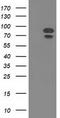 Mitogen-Activated Protein Kinase 7 antibody, TA502203, Origene, Western Blot image 