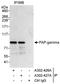 Poly(A) Polymerase Gamma antibody, A302-426A, Bethyl Labs, Immunoprecipitation image 