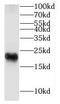 FXYD Domain Containing Ion Transport Regulator 7 antibody, FNab03262, FineTest, Western Blot image 