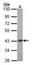 LIM Homeobox 8 antibody, PA5-28948, Invitrogen Antibodies, Western Blot image 