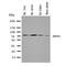ATP Binding Cassette Subfamily G Member 2 (Junior Blood Group) antibody, orb96997, Biorbyt, Western Blot image 