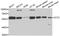 Chaperonin Containing TCP1 Subunit 2 antibody, STJ28629, St John