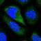 Contactin-5 antibody, HPA039492, Atlas Antibodies, Immunocytochemistry image 