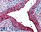FUT5 antibody, LS-B1995, Lifespan Biosciences, Immunohistochemistry frozen image 