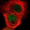 Ciliogenesis And Planar Polarity Effector 2 antibody, HPA041672, Atlas Antibodies, Immunocytochemistry image 