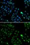 FKBP Prolyl Isomerase 3 antibody, GTX55625, GeneTex, Immunofluorescence image 