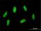 Sin3A Associated Protein 30 antibody, H00008819-M02, Novus Biologicals, Immunofluorescence image 