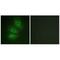 Adenylate Cyclase 6 antibody, A05655, Boster Biological Technology, Immunohistochemistry frozen image 