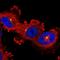 Adhesion G Protein-Coupled Receptor B2 antibody, HPA054617, Atlas Antibodies, Immunocytochemistry image 