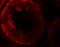 NLR Family Pyrin Domain Containing 9 antibody, 5955, ProSci, Immunofluorescence image 