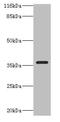 Carbonic anhydrase 13 antibody, CSB-PA847613LA01HU, Cusabio, Western Blot image 