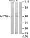 Cyclin Dependent Kinase 15 antibody, A30551, Boster Biological Technology, Western Blot image 