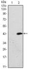 Serine-protein kinase ATM antibody, AM06585SU-N, Origene, Western Blot image 