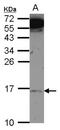 Mitochondrial Ribosomal Protein L14 antibody, NBP2-19398, Novus Biologicals, Western Blot image 