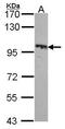 Htk antibody, PA5-28859, Invitrogen Antibodies, Western Blot image 