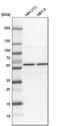 Splicing factor 3A subunit 3 antibody, PA5-56908, Invitrogen Antibodies, Western Blot image 