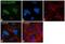 Mitogen-Activated Protein Kinase 1 antibody, 700012, Invitrogen Antibodies, Immunofluorescence image 