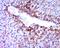 Catenin Beta 1 antibody, orb5772, Biorbyt, Immunohistochemistry paraffin image 