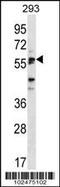 Sialic Acid Binding Ig Like Lectin 6 antibody, 58-355, ProSci, Western Blot image 