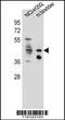 Growth Hormone Secretagogue Receptor antibody, 56-090, ProSci, Western Blot image 