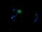 MDM4 antibody, NBP2-45779, Novus Biologicals, Immunofluorescence image 