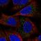 Espin antibody, HPA060220, Atlas Antibodies, Immunocytochemistry image 