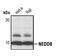 NEDD8 Ubiquitin Like Modifier antibody, PA5-17476, Invitrogen Antibodies, Western Blot image 