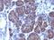 Golgi Glycoprotein 1 antibody, NBP2-48045, Novus Biologicals, Immunohistochemistry paraffin image 