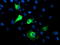 F-Box Protein 21 antibody, CF504013, Origene, Immunofluorescence image 