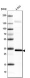 Mitochondrial Calcium Uniporter antibody, AMAb91189, Atlas Antibodies, Western Blot image 