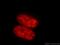 U2 SnRNP Associated SURP Domain Containing antibody, 21399-1-AP, Proteintech Group, Immunofluorescence image 