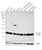NDUFA4 Mitochondrial Complex Associated antibody, PA5-51021, Invitrogen Antibodies, Western Blot image 