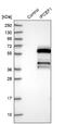 Phosphoinositide-binding protein PIP3-E antibody, NBP1-83010, Novus Biologicals, Western Blot image 